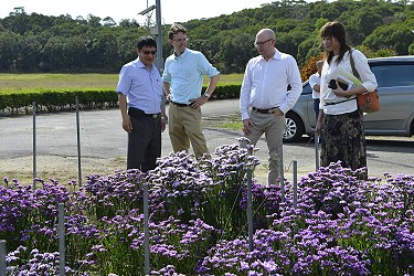 露天星辰花育種圃吸引貴賓停駐欣賞