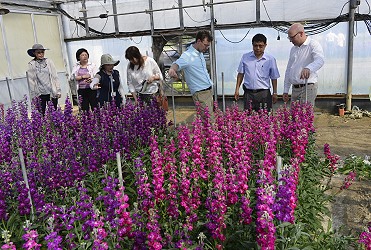 剛巧遇上紫羅蘭盛開，花香四溢