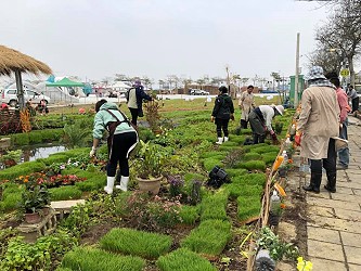 水稻苗鋪設作業