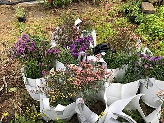 試驗田的星辰花也挖來布置