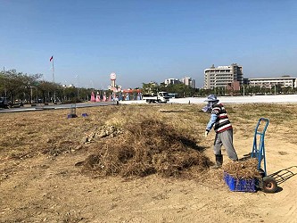 清理拔除大量雜草
