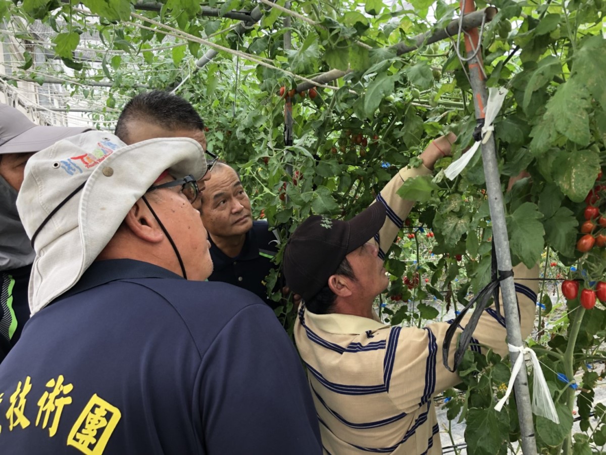 楊萬福先生指導學員剪除小果番茄側芽