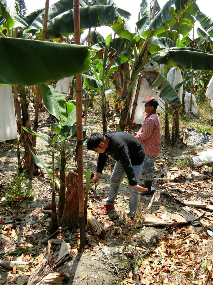 學員實習香蕉田間管理技術