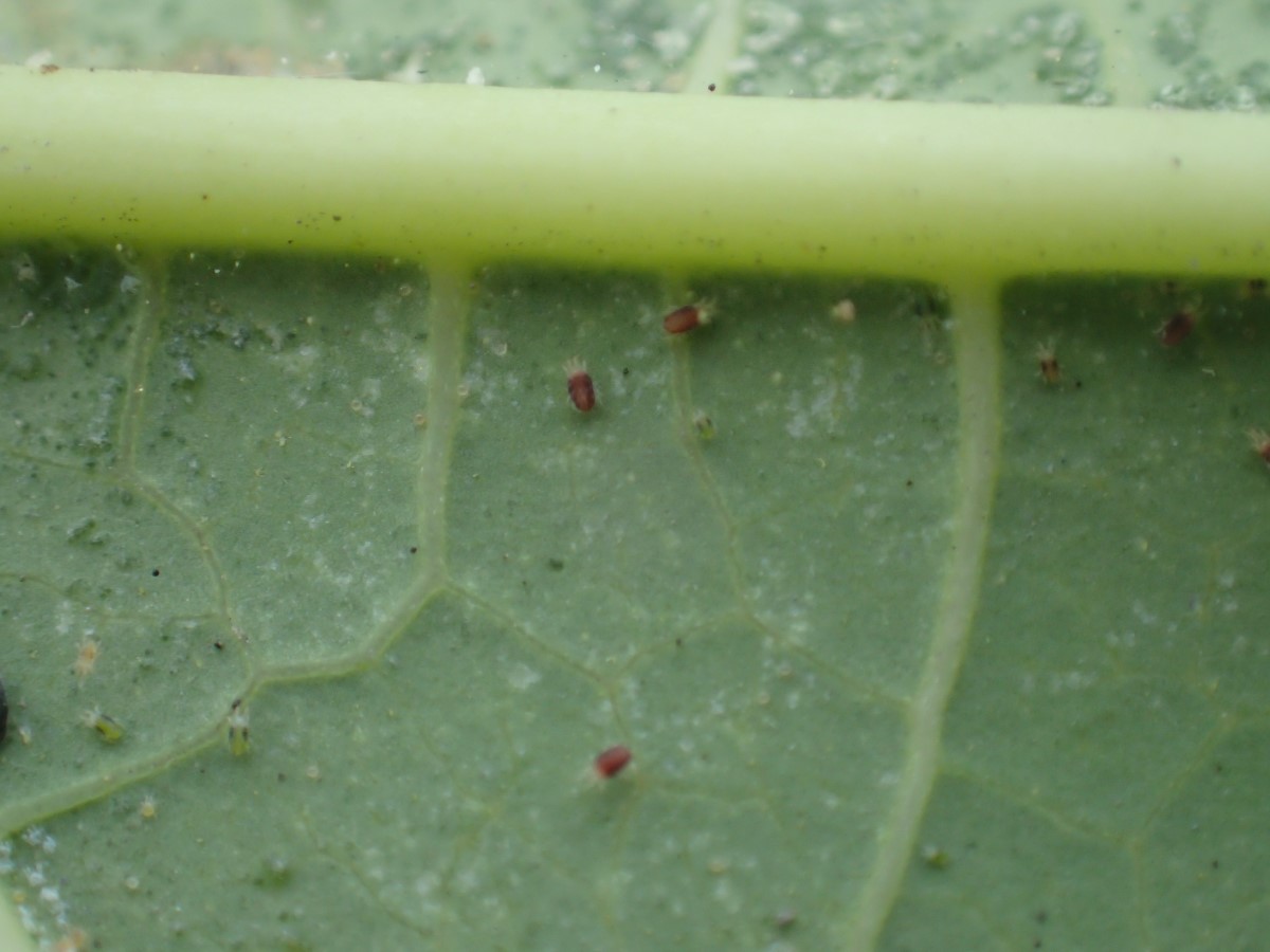神澤葉蟎主要聚集於木瓜葉背危害取食