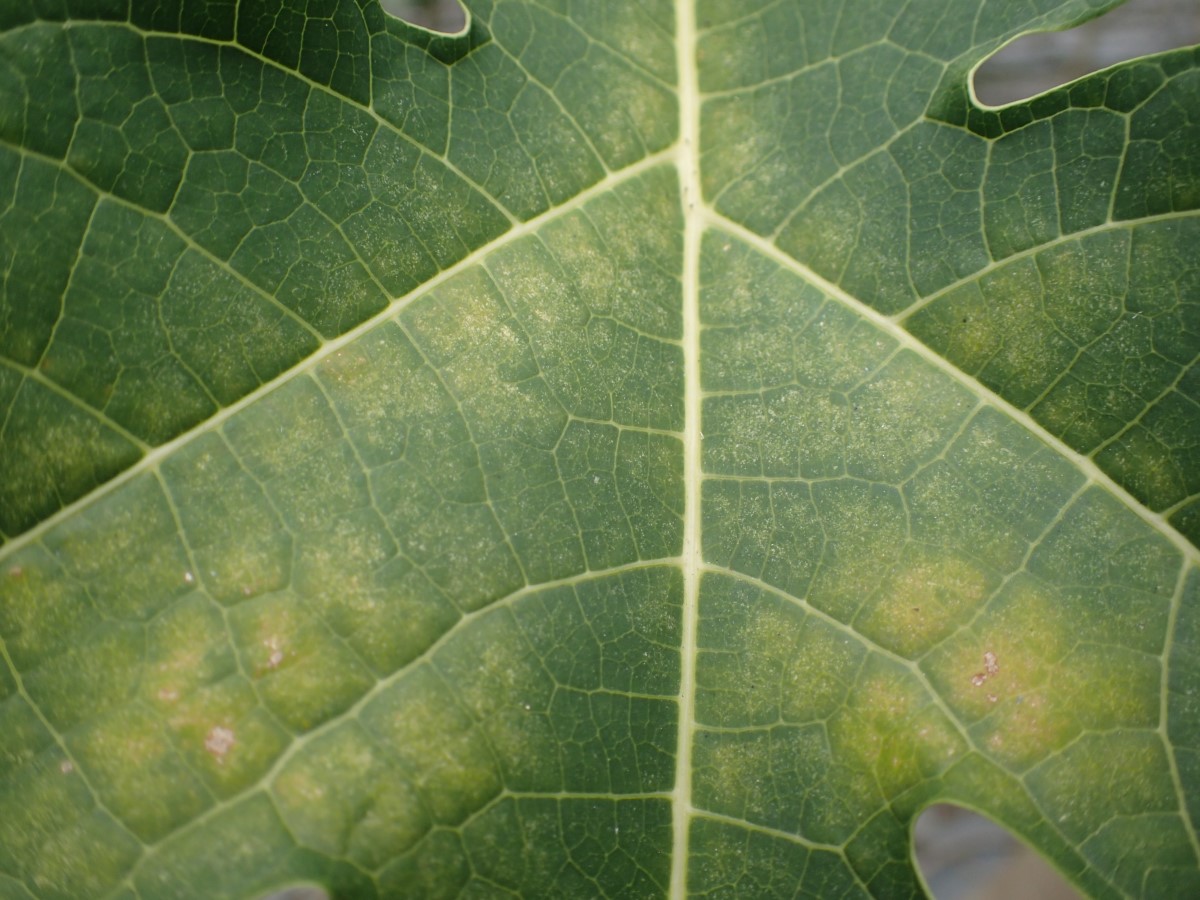 神澤葉蟎危害木瓜會造成葉表白斑並黃化