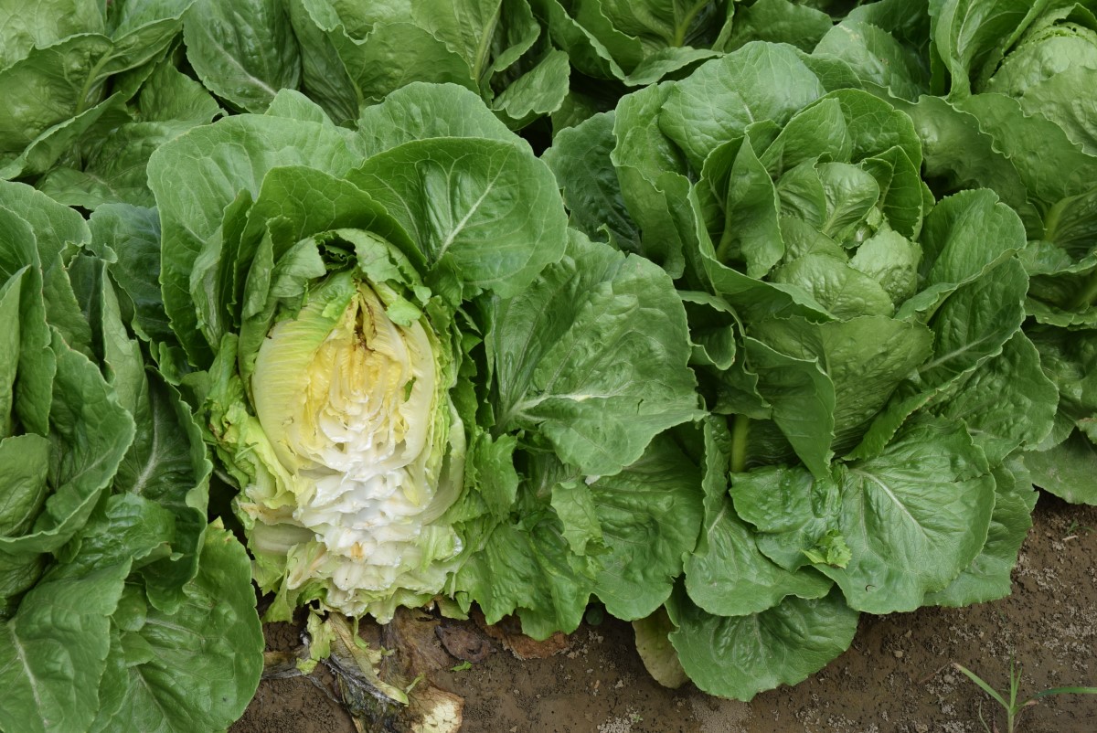 蘿蔓-亞軍-稼穡種子公司-凱薩蘿蔓LE4712品種