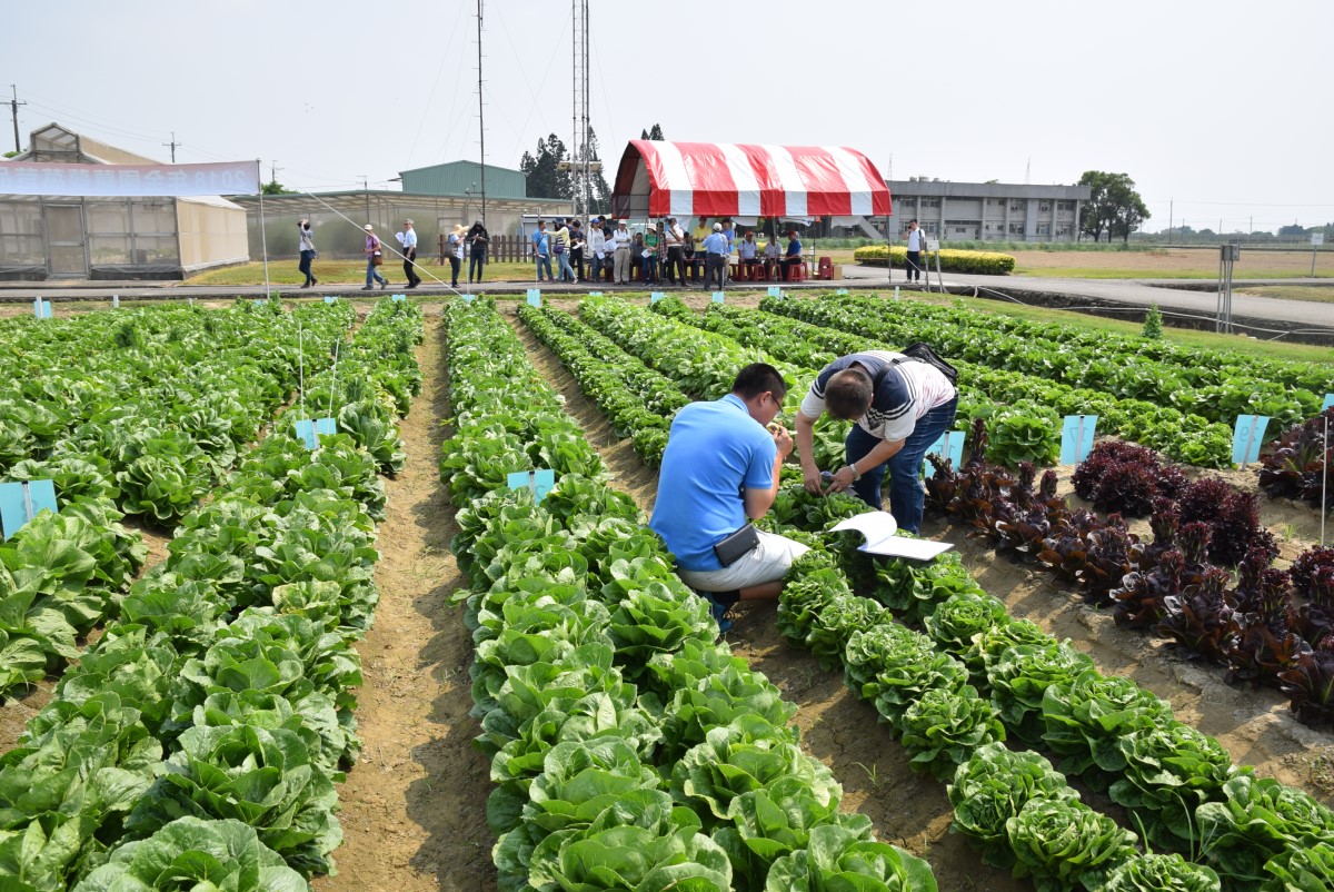 評審委員進行田間評鑑