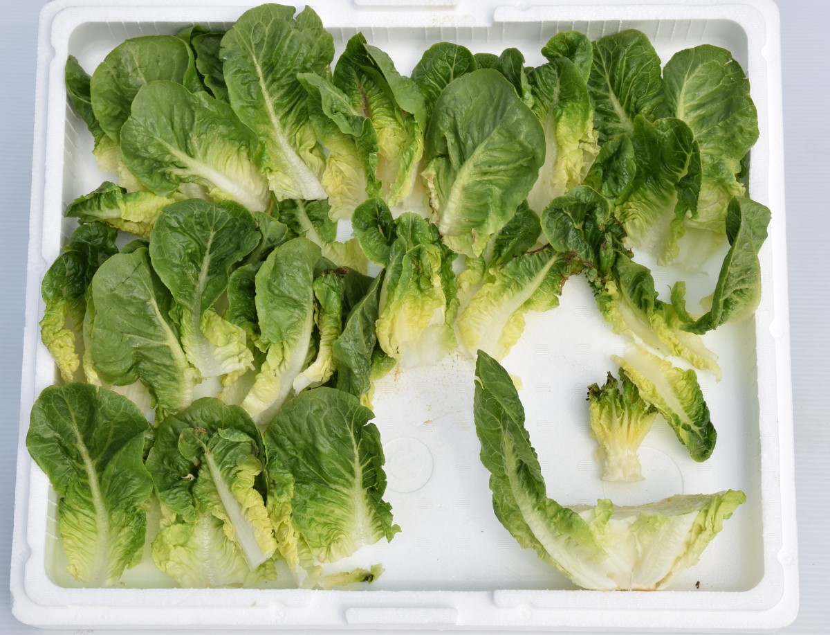 迷你蘿蔓以一刀截切後情形