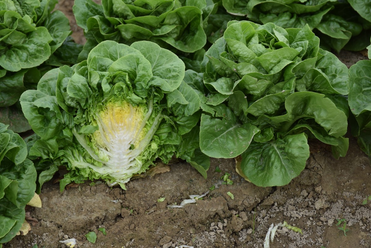 迷你蘿蔓-亞軍-長生種子公司-長生61號品種