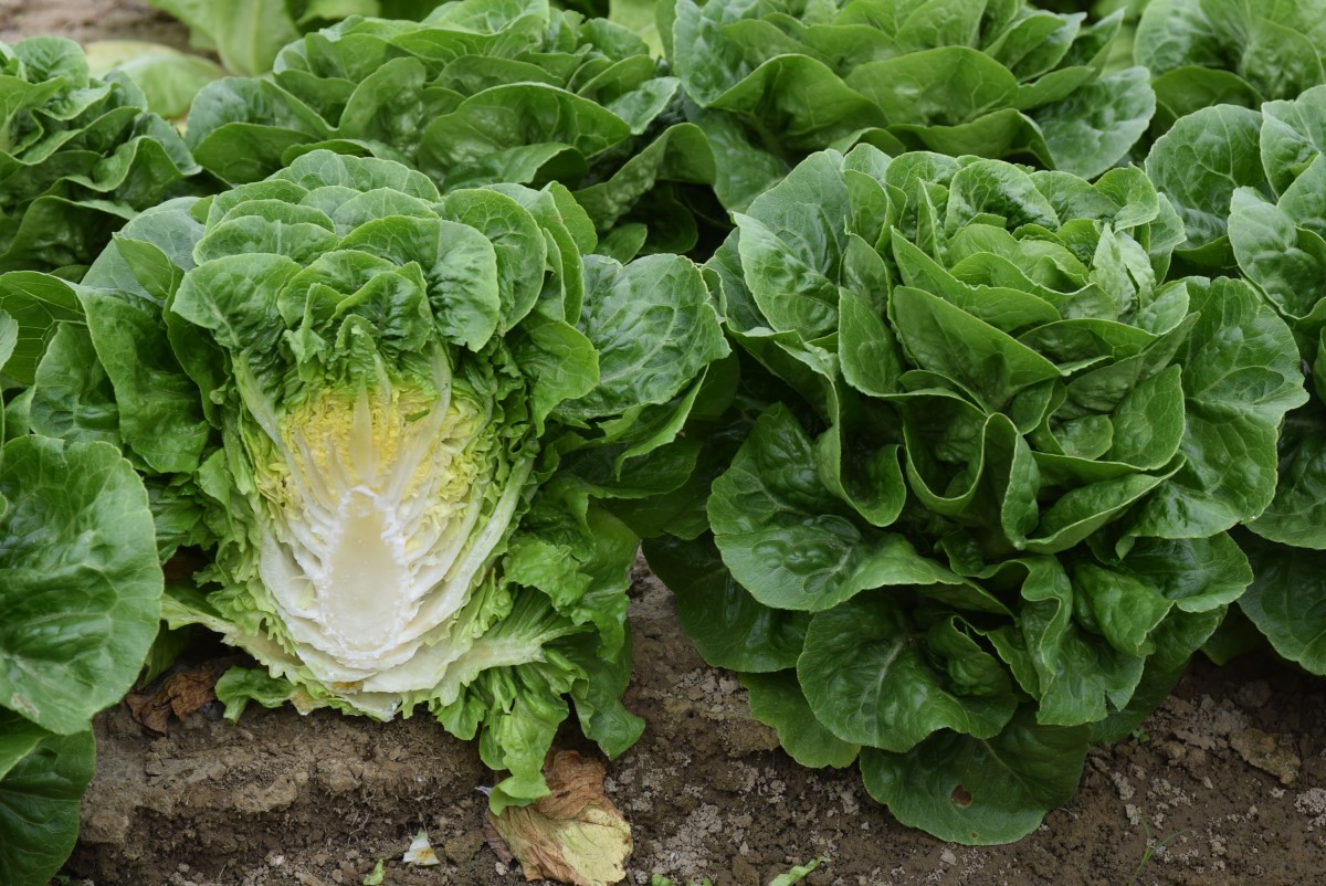 迷你蘿蔓-冠軍-長生種子公司-長生62號品種