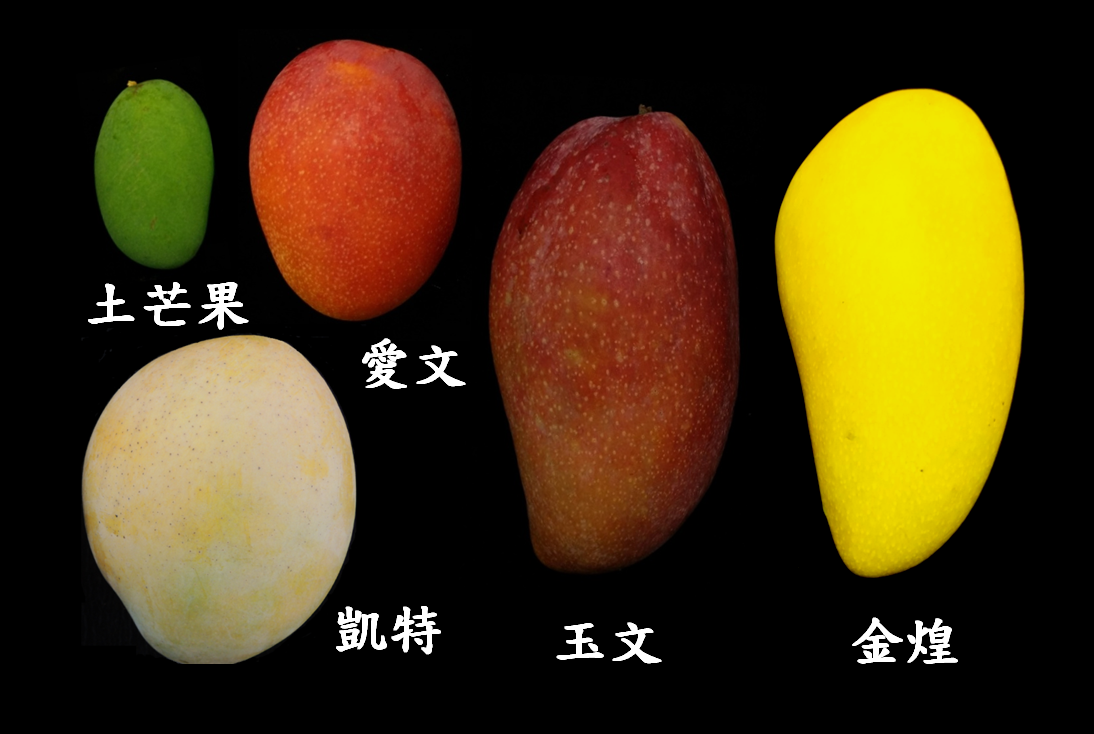 臺灣芒果品種多元，各有不 同風味特色可供消費者選擇