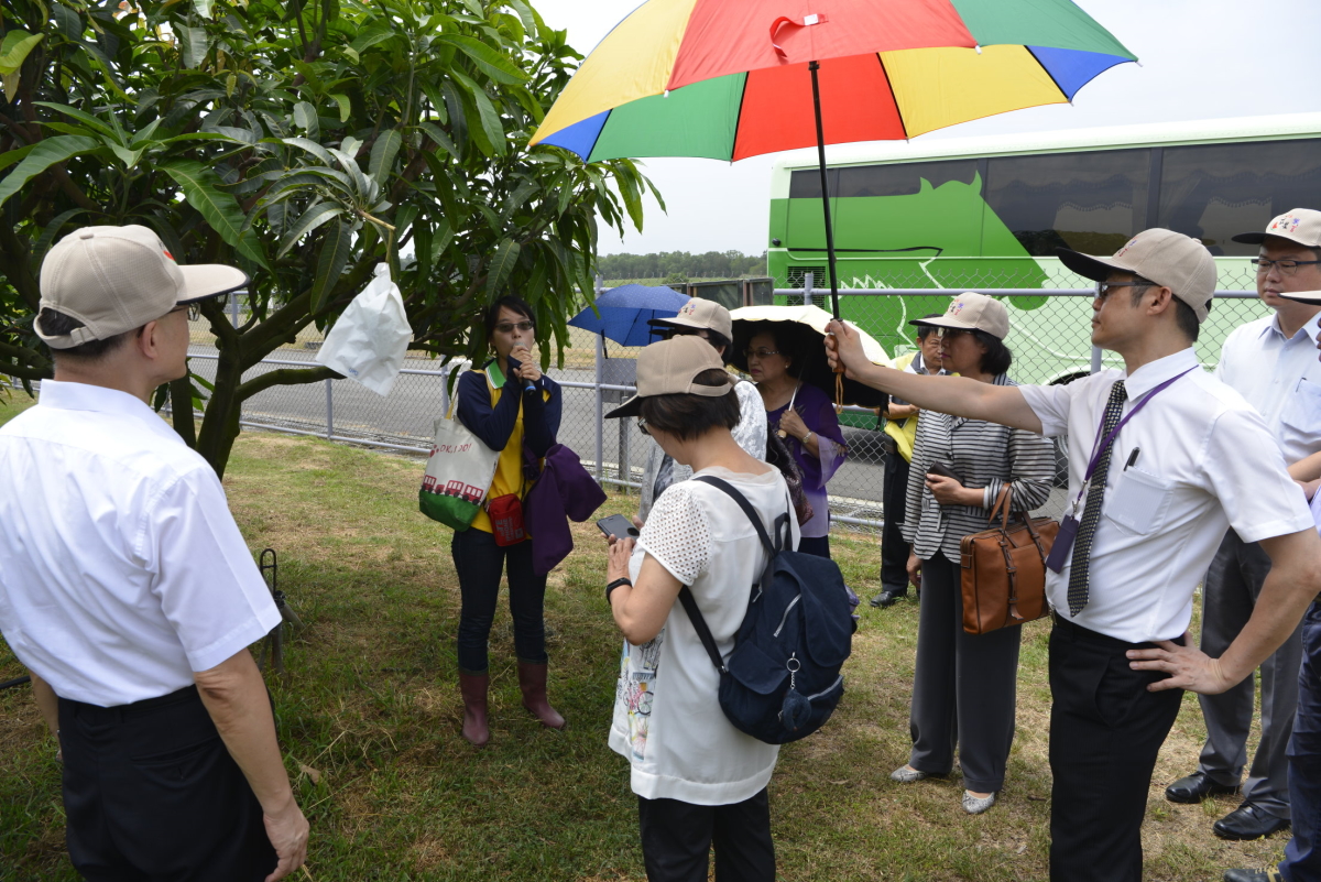 石佩玉助理研究員說明芒果品種圃