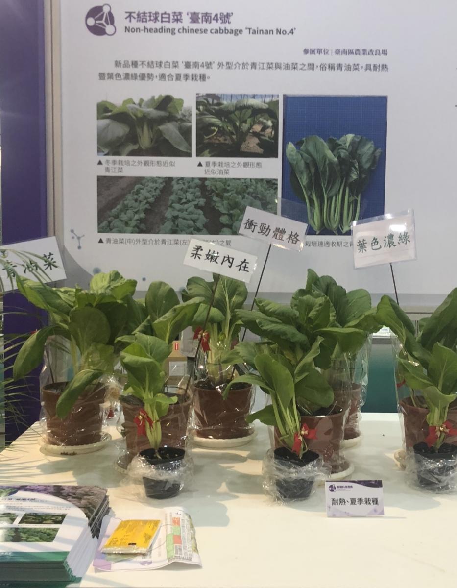 不結球白菜‘臺南4號’