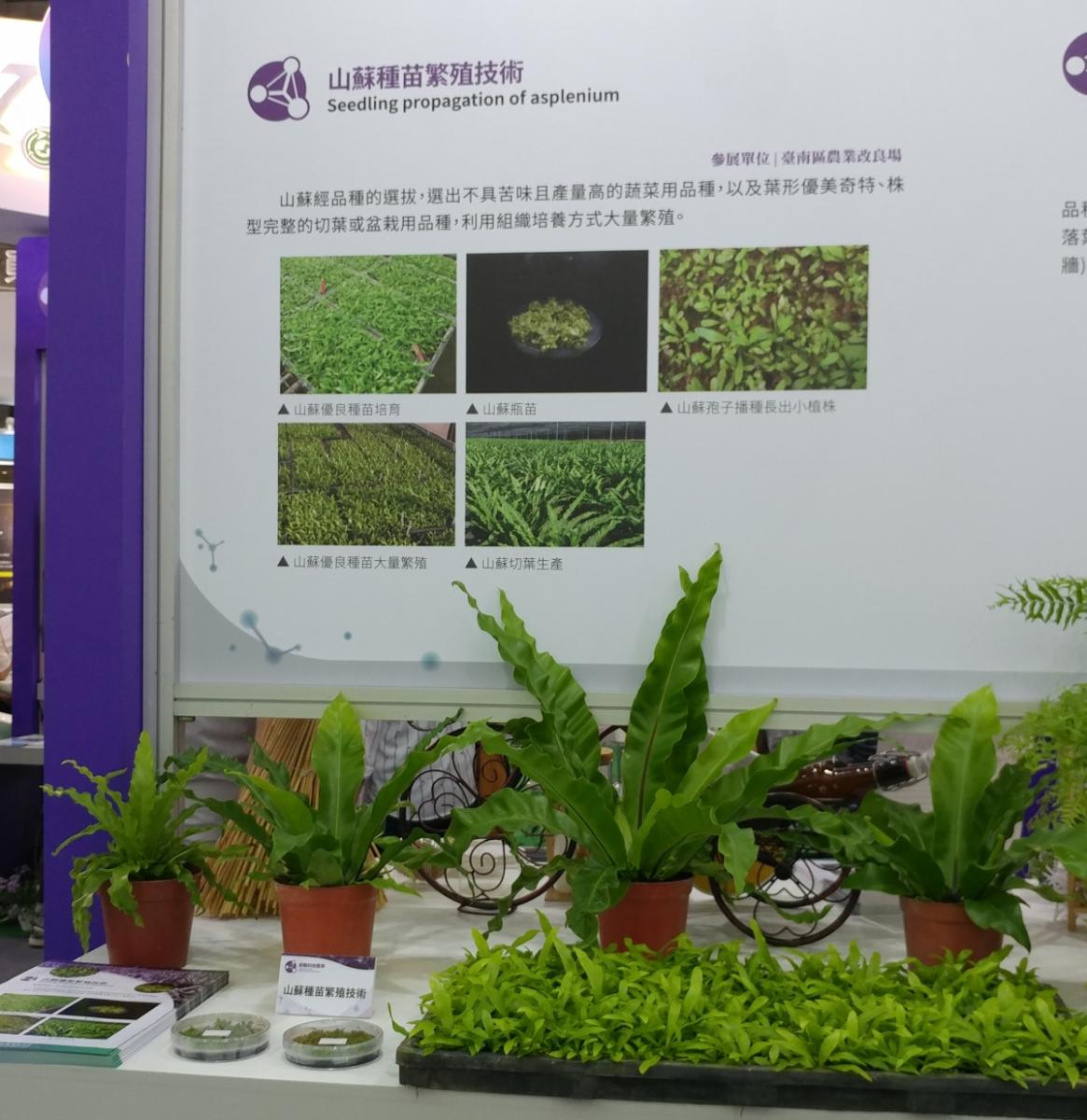 山蘇種苗繁殖技術