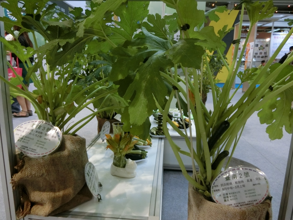帶果植株展示-臺南2號(右)、臺南3號(左)