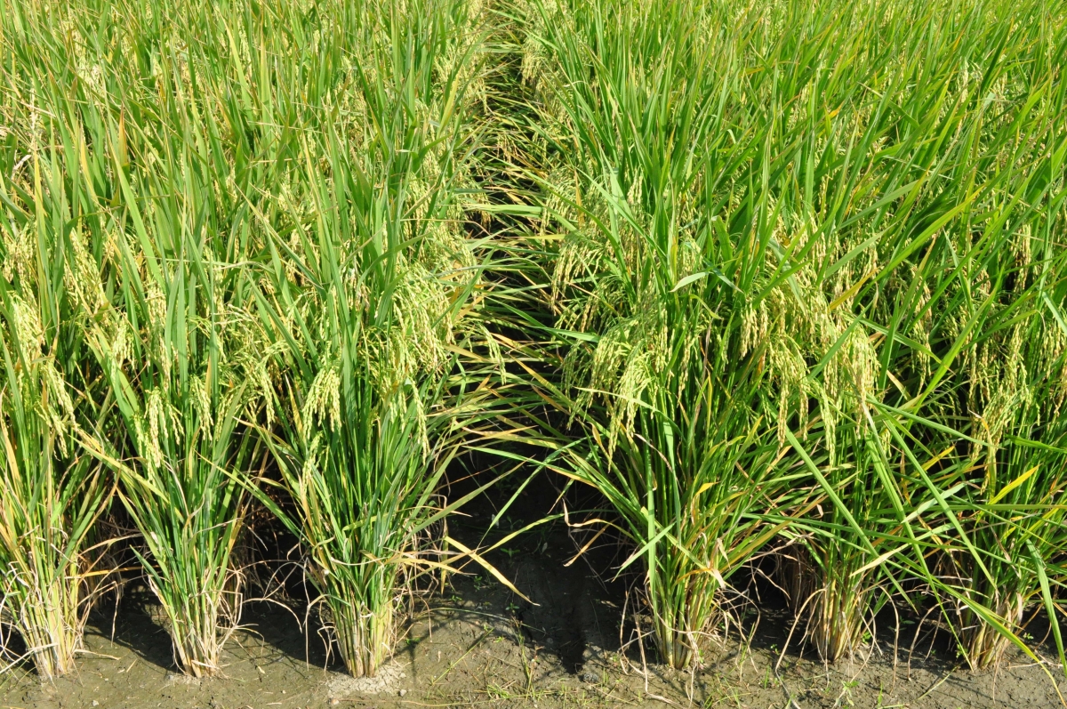 「臺南秈18號」(右)較目前主要加工用品種「臺中秈17號」(左)的氮肥施用效益高，有利於綠色友善栽培政策的推展