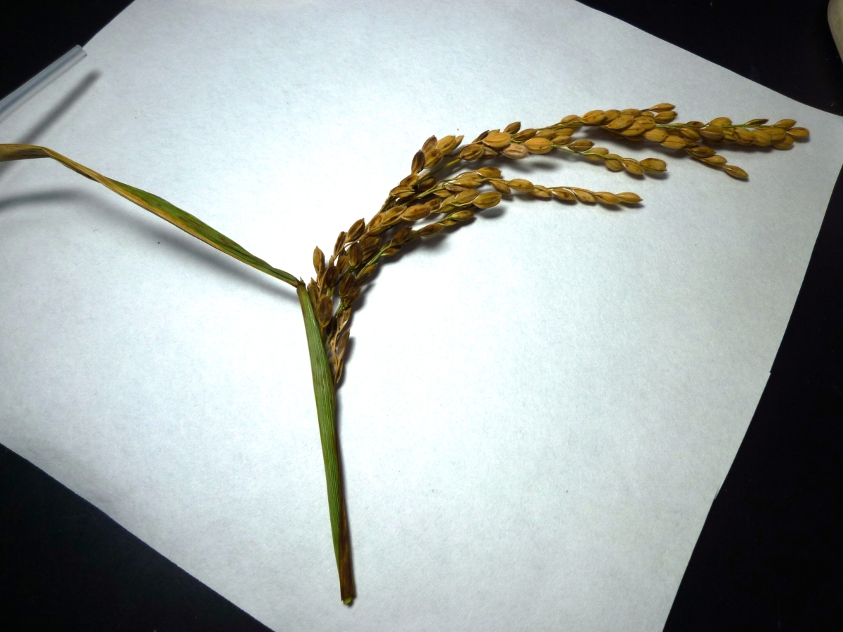 葉鞘腐敗病導致水稻抽穗不良、稔實不全