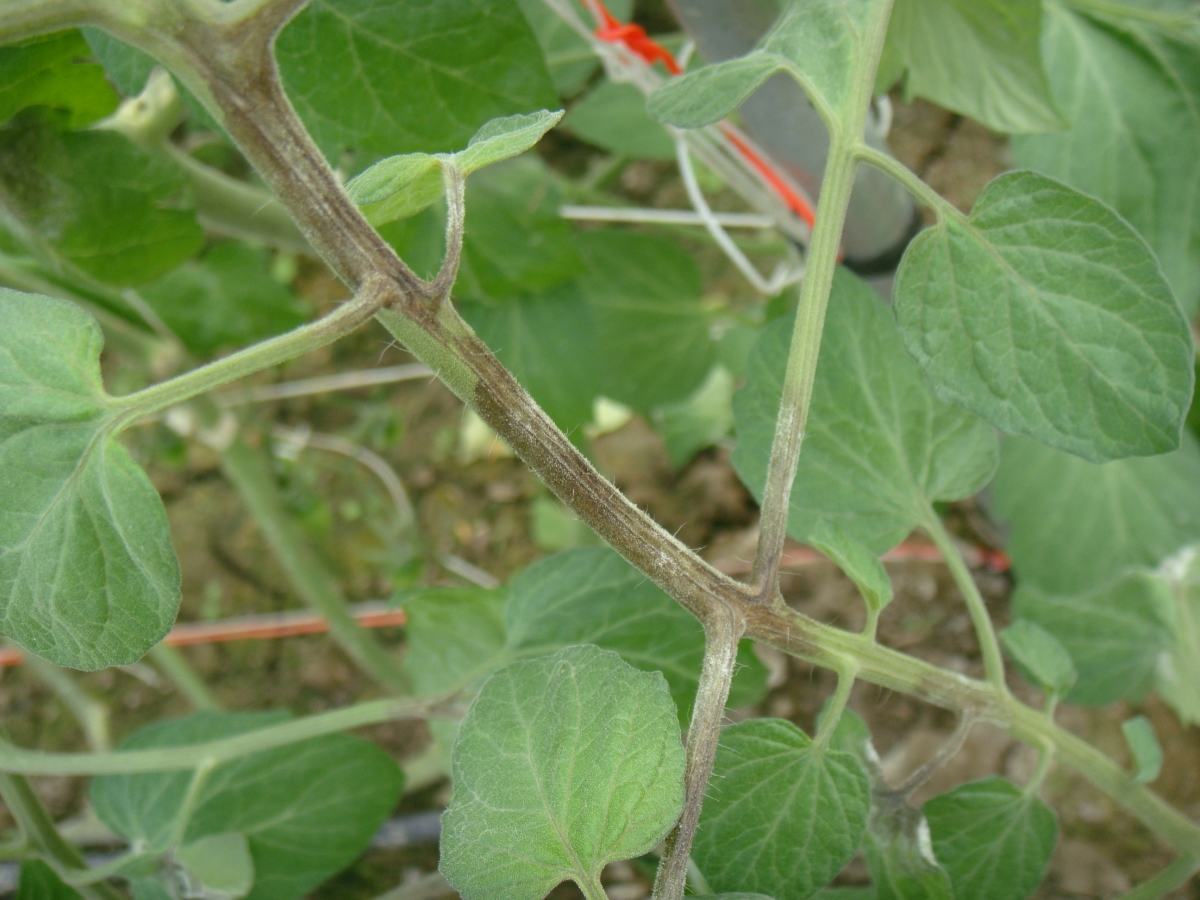 晚疫病菌在番茄莖、葉上造成黑褐色病斑，溼度高時併有白色毛狀物