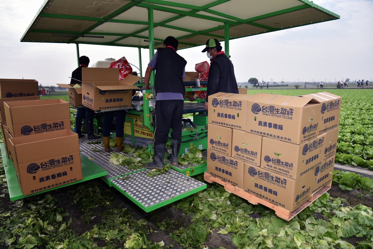裝箱後萵苣直接堆疊於採收機後方棧板，收穫作業不落地，避免土壤汙染風險