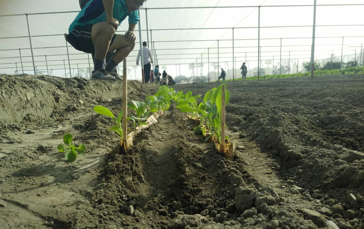 紙穴盤蔬菜苗移植田間實況