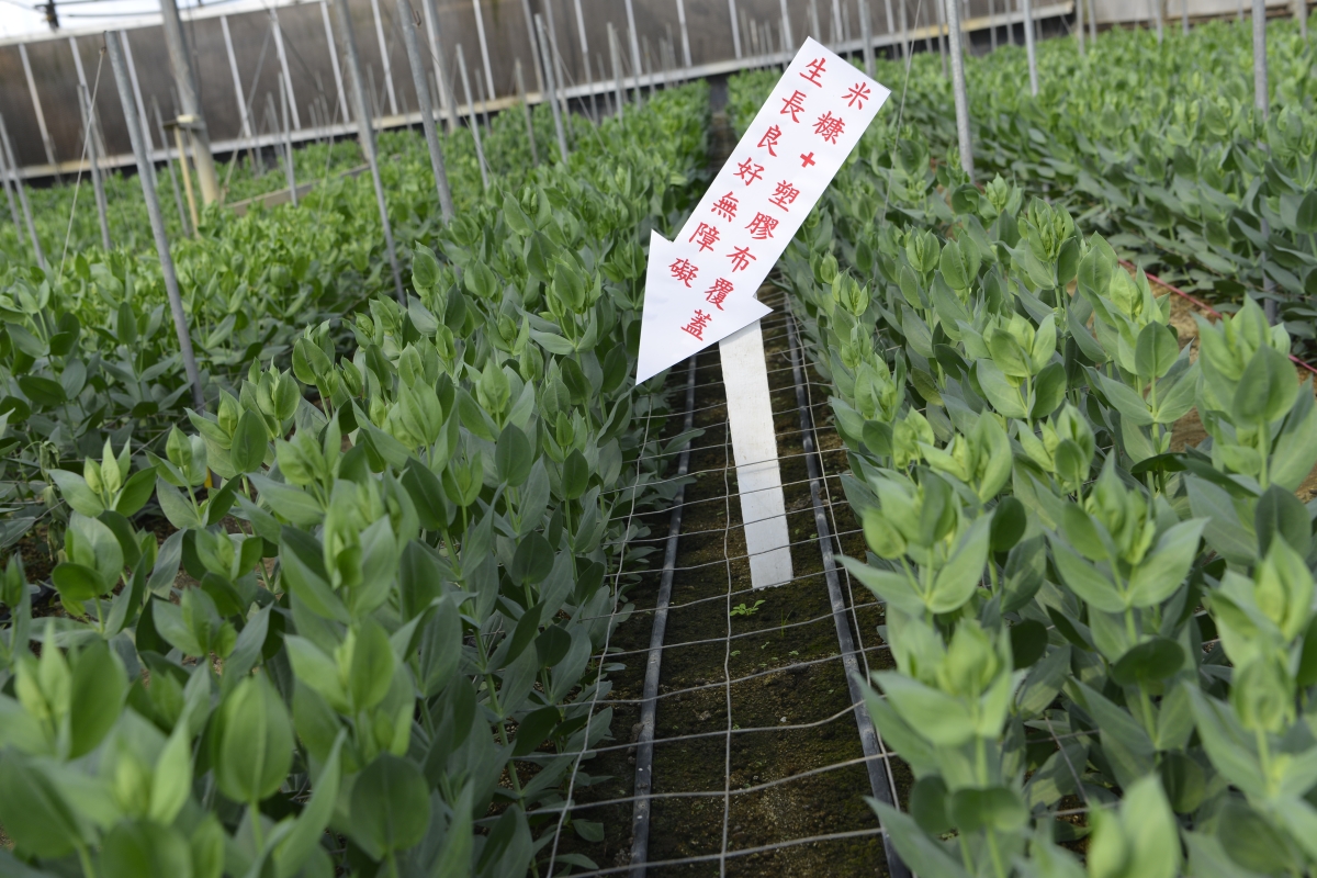 經塑膠布覆蓋日光消毒後洋桔梗生長旺盛正常