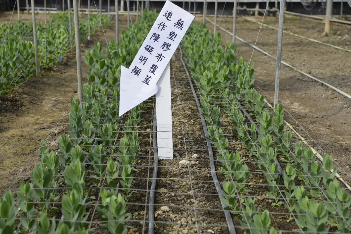 未經處理的連作土壤洋桔梗生長不良