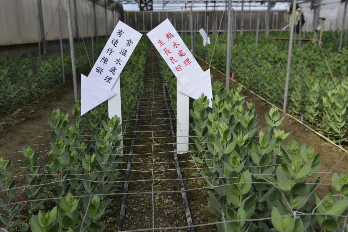 以熱水澆灌土壤後種植生長良好(右)，沒有熱水處理者有連作障礙(左)