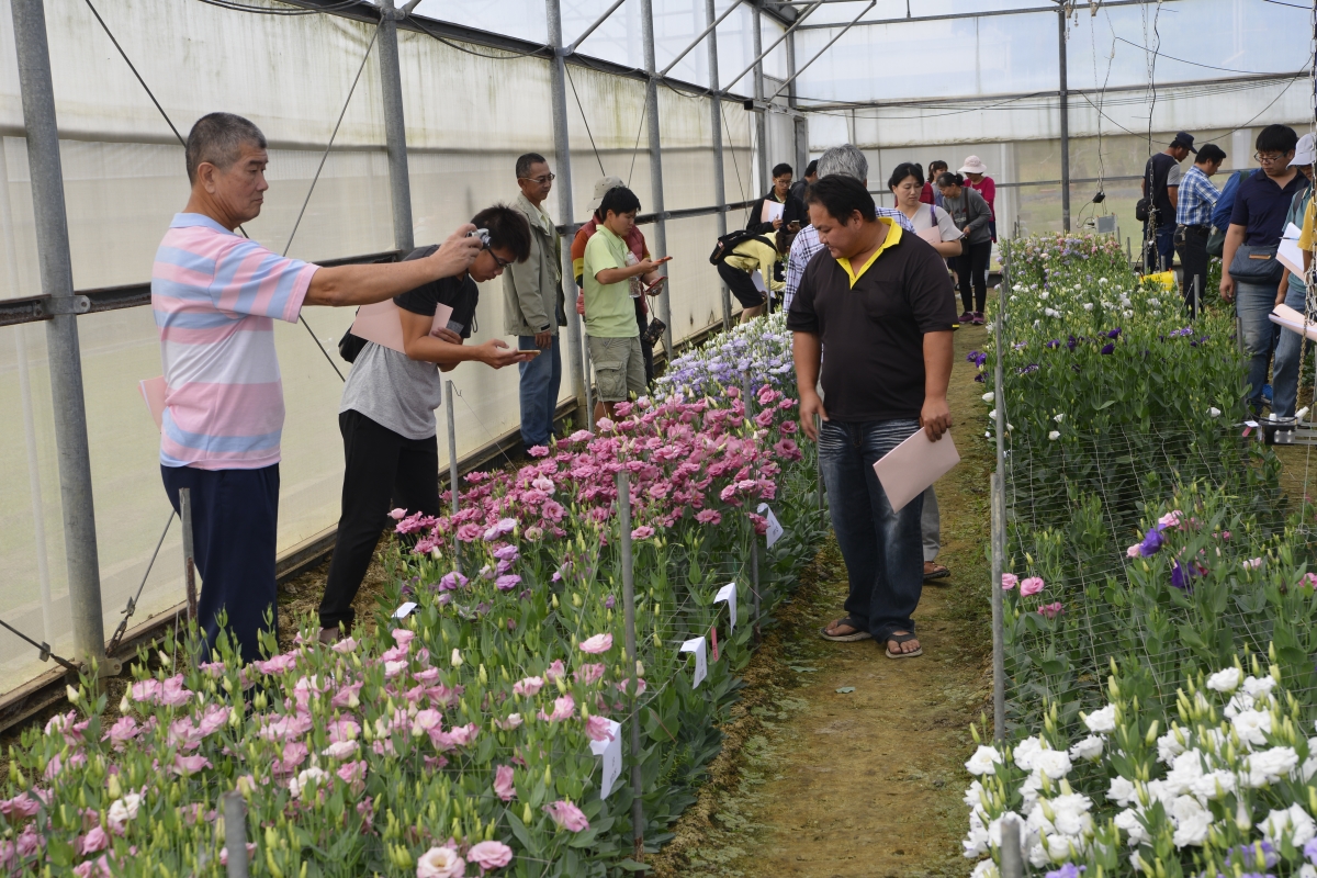 新品種賞花會來賓評價本場育成洋桔梗品系