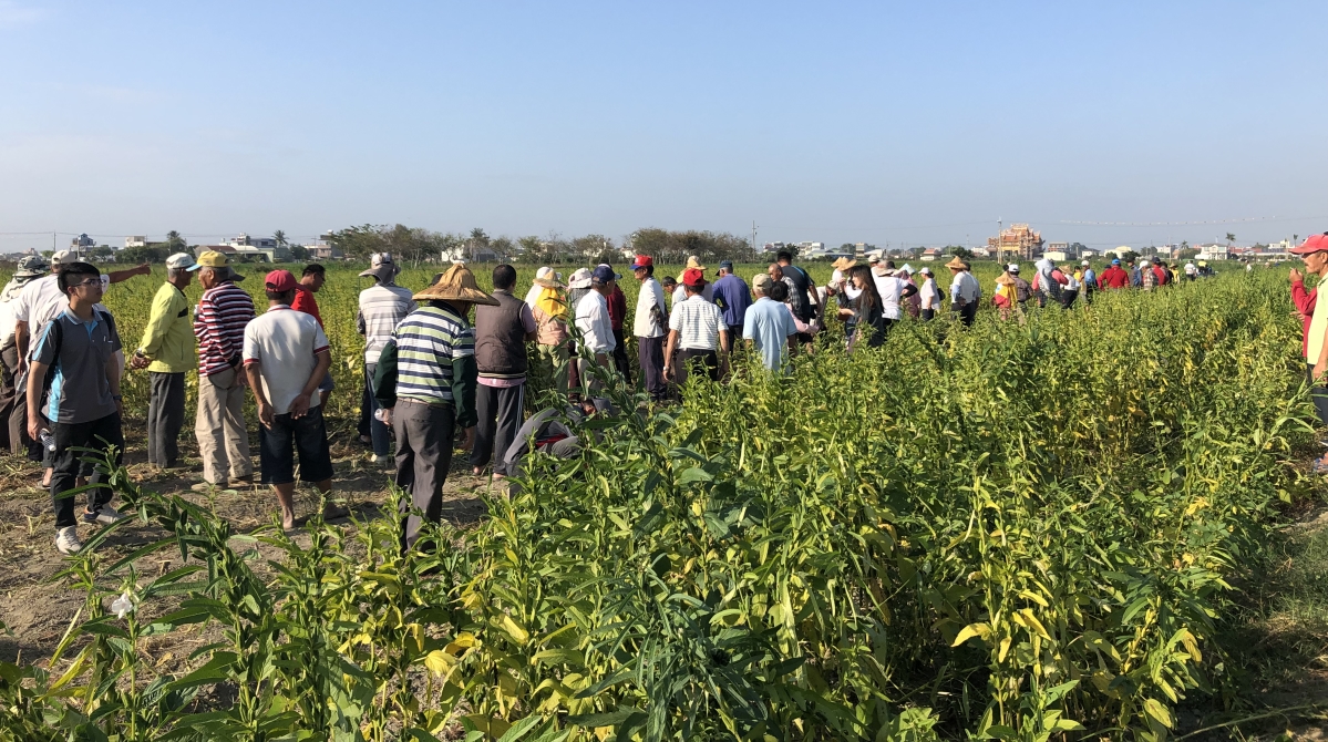 機械採收觀摩情形