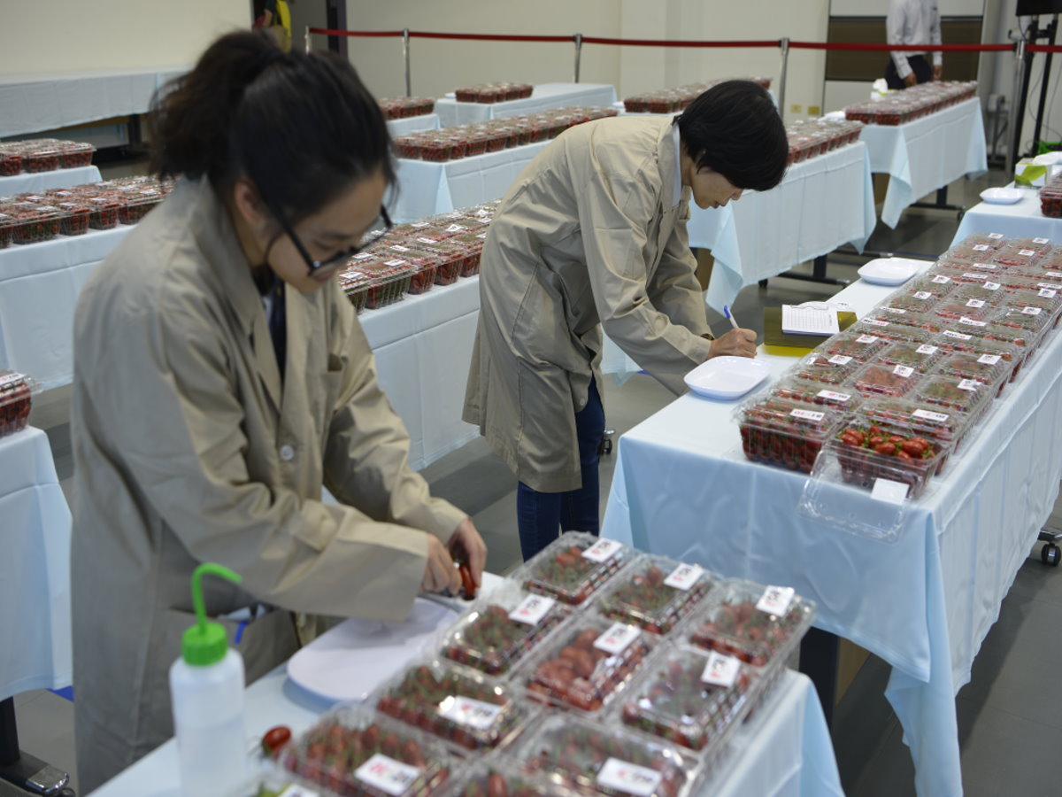 工作人員測糖度