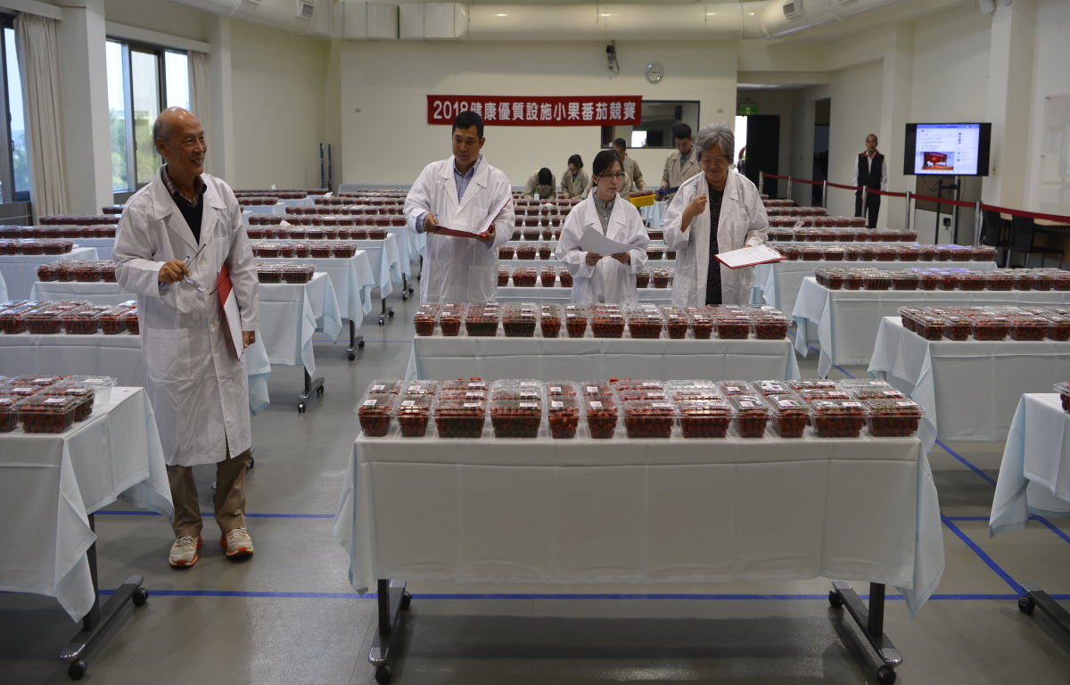 小番茄競賽評審中