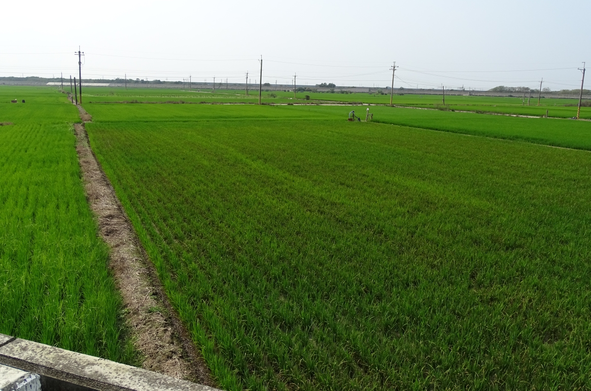 罹患葉稻熱病田區