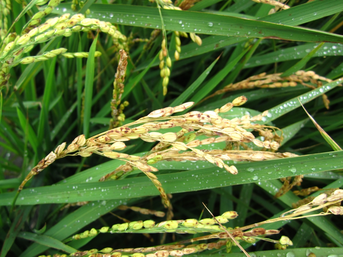 罹患稻熱病使穀粒不充實