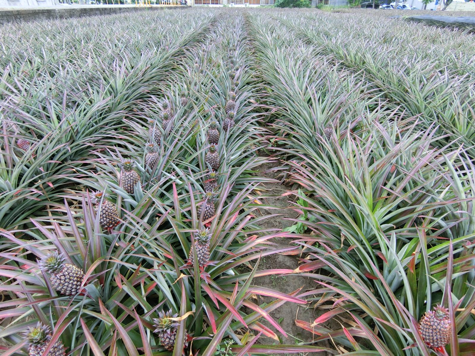 對照組(左)與艾維激素處理組(右)之比較