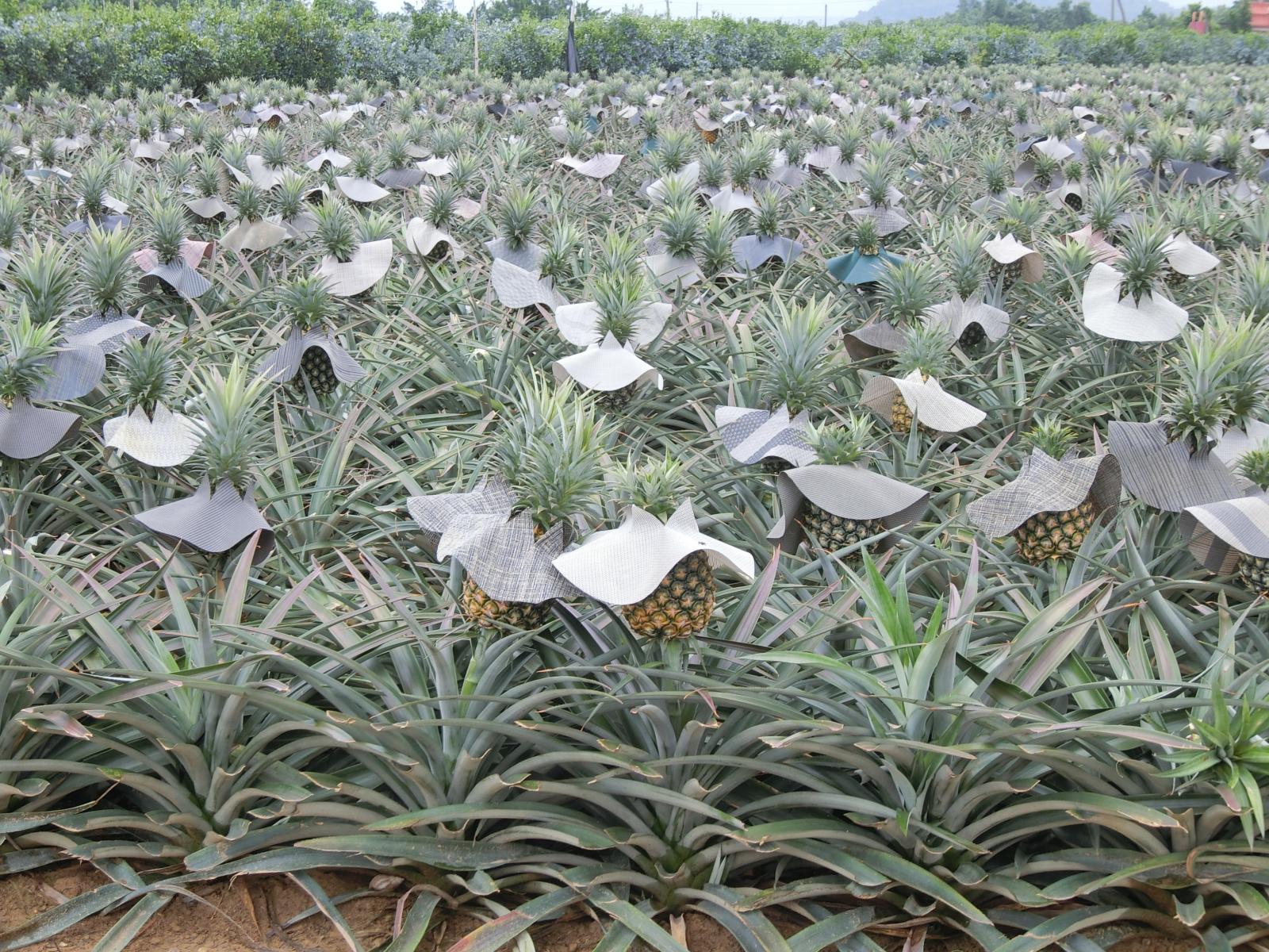 正值採收期的鳳梨秋果田區