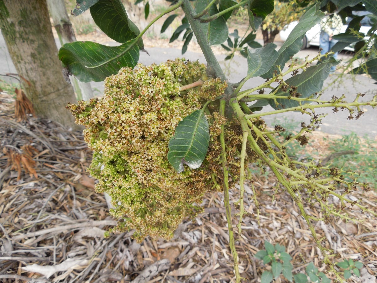 芒果畸形病花穗病徵