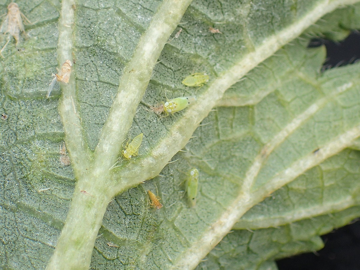 二點小綠葉蟬成蟲及若蟲