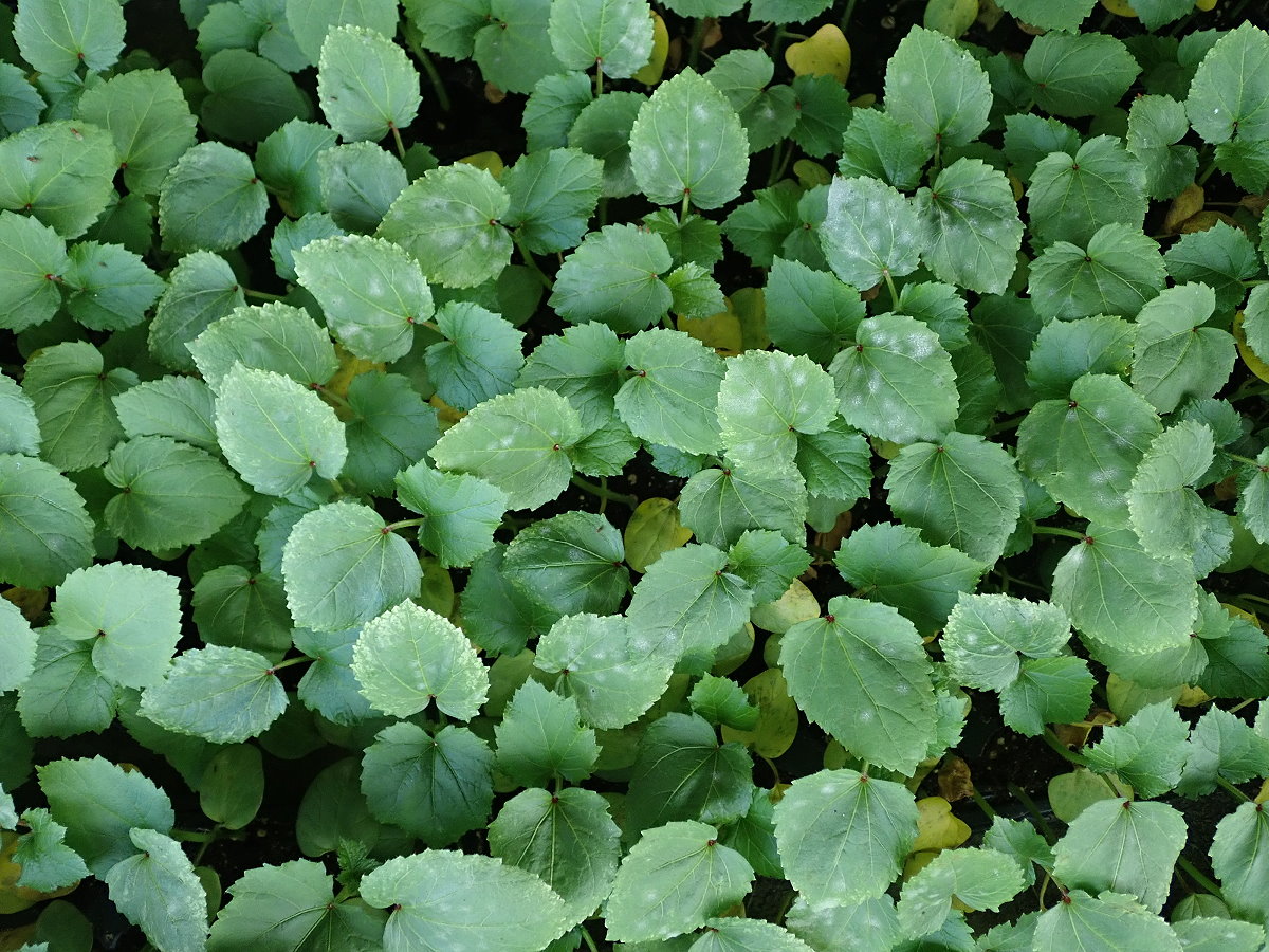 於苗盤上即出現白粉病病徵