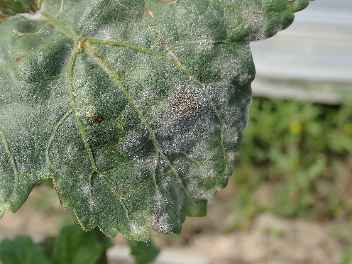 秋葵白粉病病徵