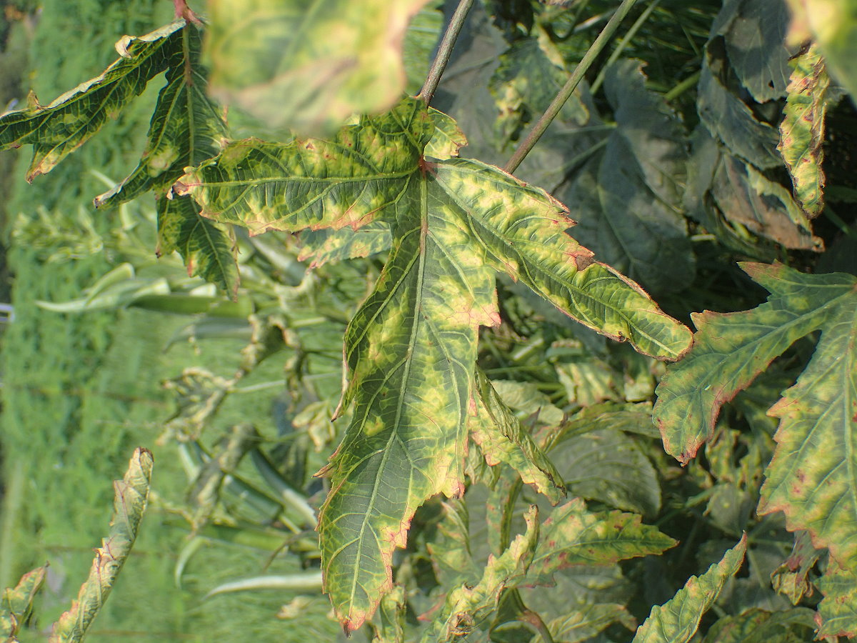 葉蟬危害後造成葉片黃化及枯萎