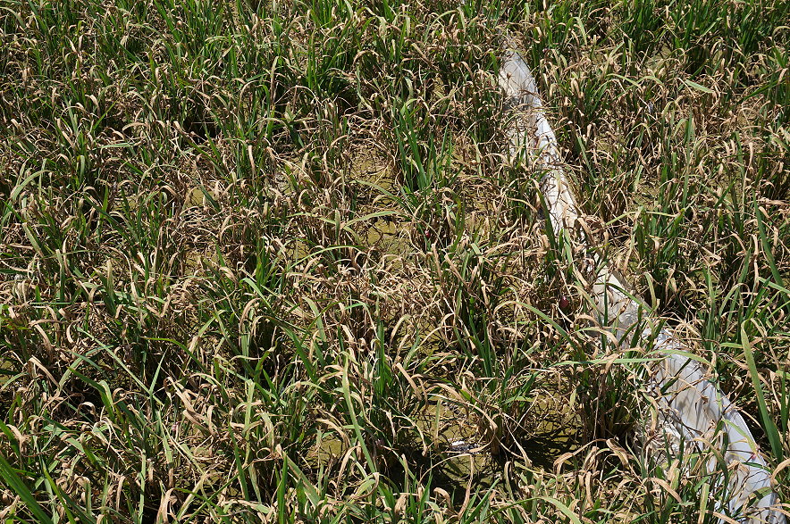 稻熱病發生嚴重時葉片枯萎