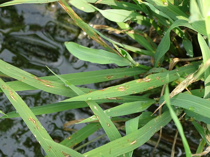 罹患葉稻熱病病斑