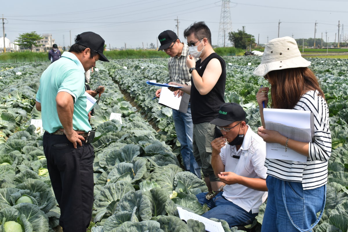 評審委員於田間評審參賽品種
