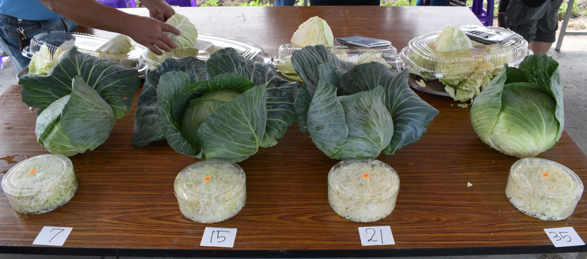 冠軍品種為‘豐田622’(左2)、亞軍‘TN-A08甘藍’(左1)、季軍‘TN501甘藍’(右2)