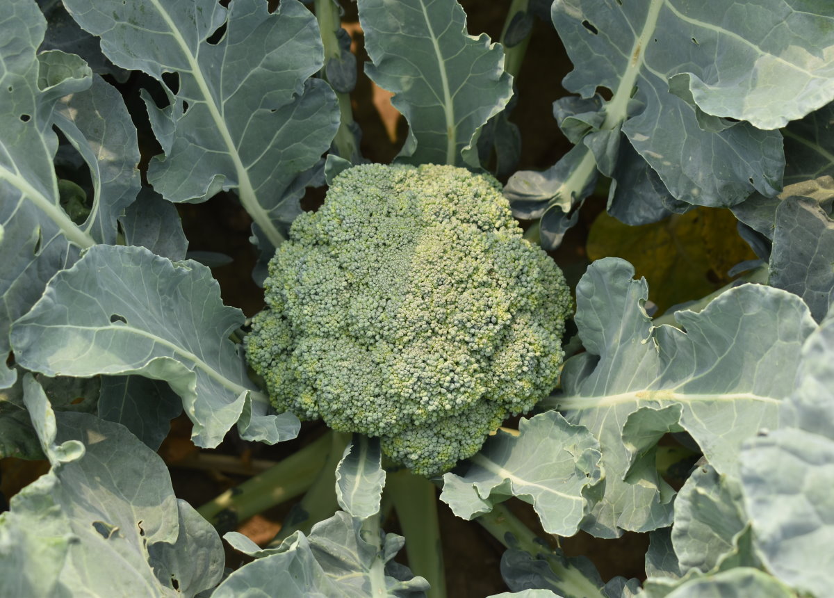 冠軍‘Ex-0500’田間生長情形