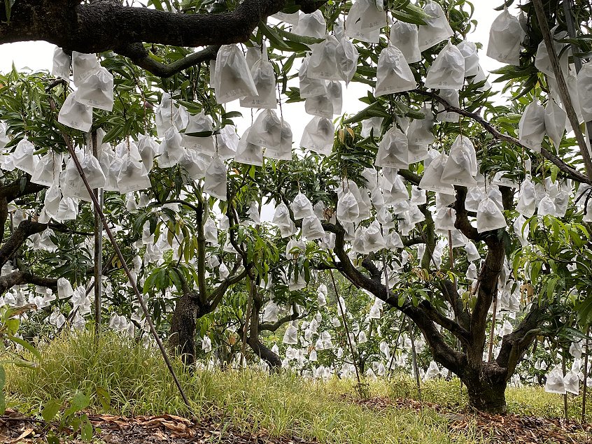 芒果產區結實纍纍的芒果樹
