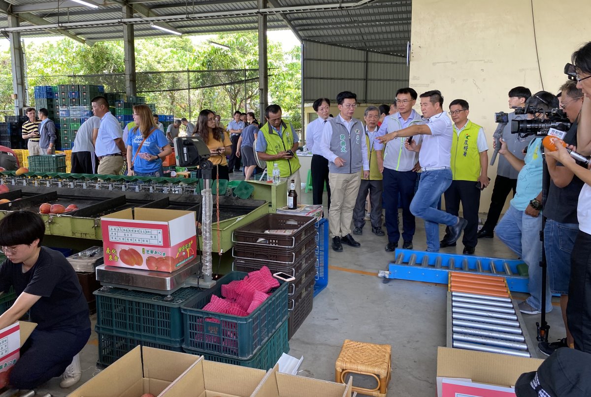 南化區農會溫進添總幹事說明芒果集貨包裝作業