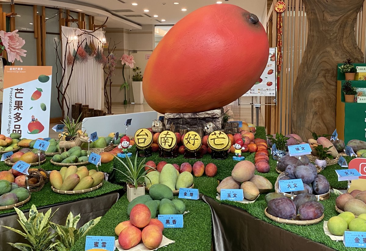 芒果品種展示，芒果家族成員眾多