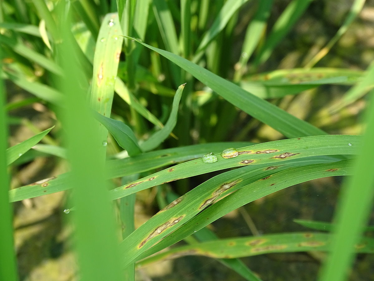 罹患葉稻熱病病斑