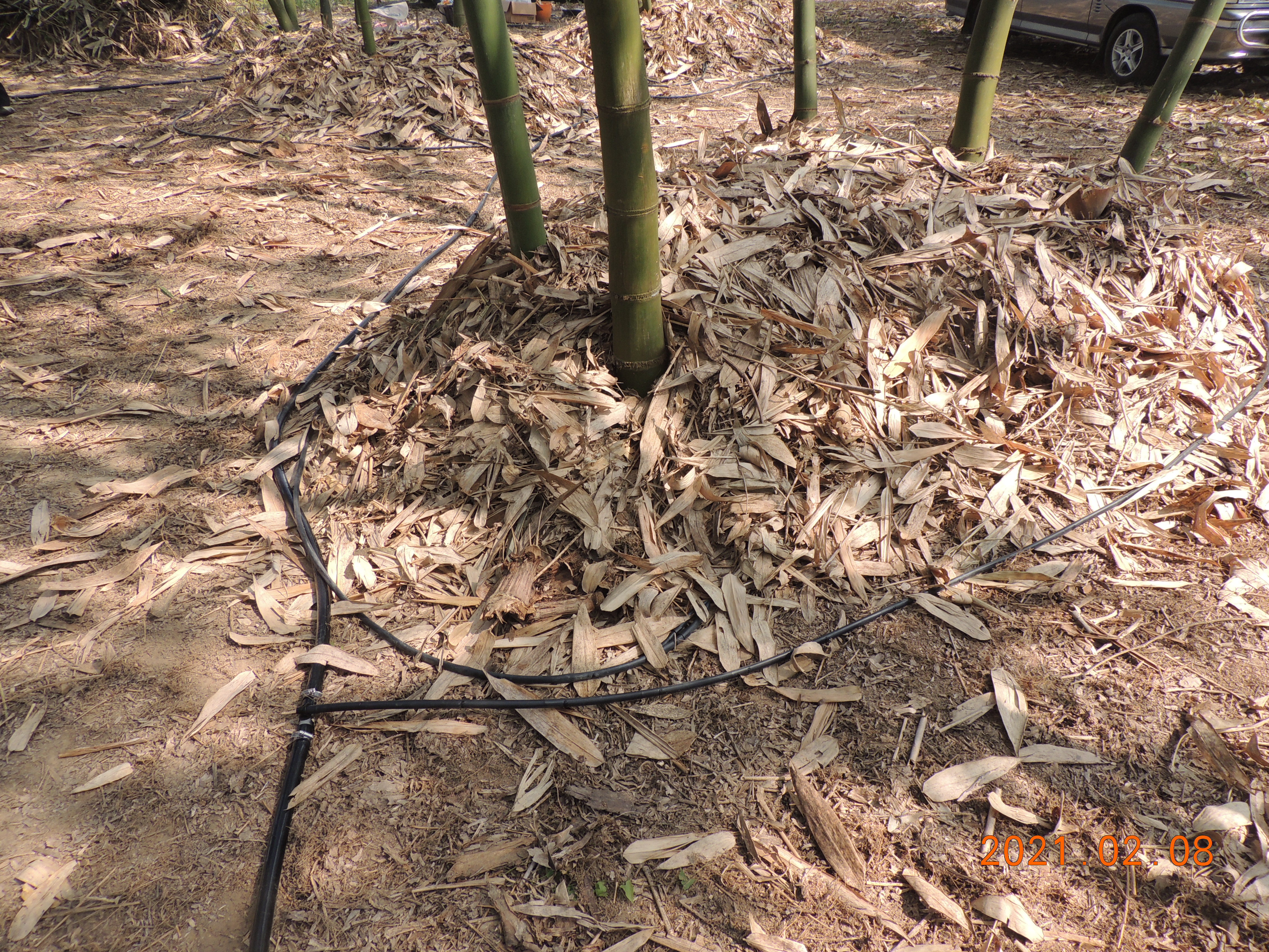 微噴帶圍繞竹叢針對植株根系土壤穩定供水